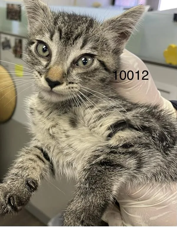 A baby medium-sized male Domestic Short Hair cat named Iron Man for adoption in Victorville, CA