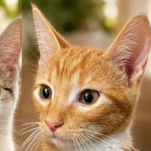 A baby small-sized male Orange / Red Domestic Short Hair cat named Mj for adoption in Guaynabo, PR
