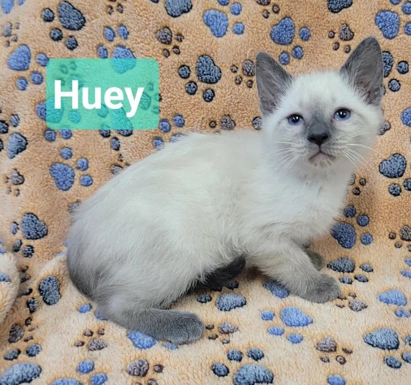 A baby small-sized male Domestic Short Hair cat named Huey for adoption in Richmond, IN
