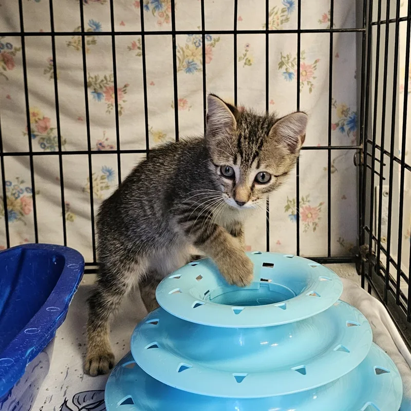 A baby medium-sized male Tabby (Buff / Tan / Fawn) Domestic Short Hair cat named Linus for adoption in Searcy, AR