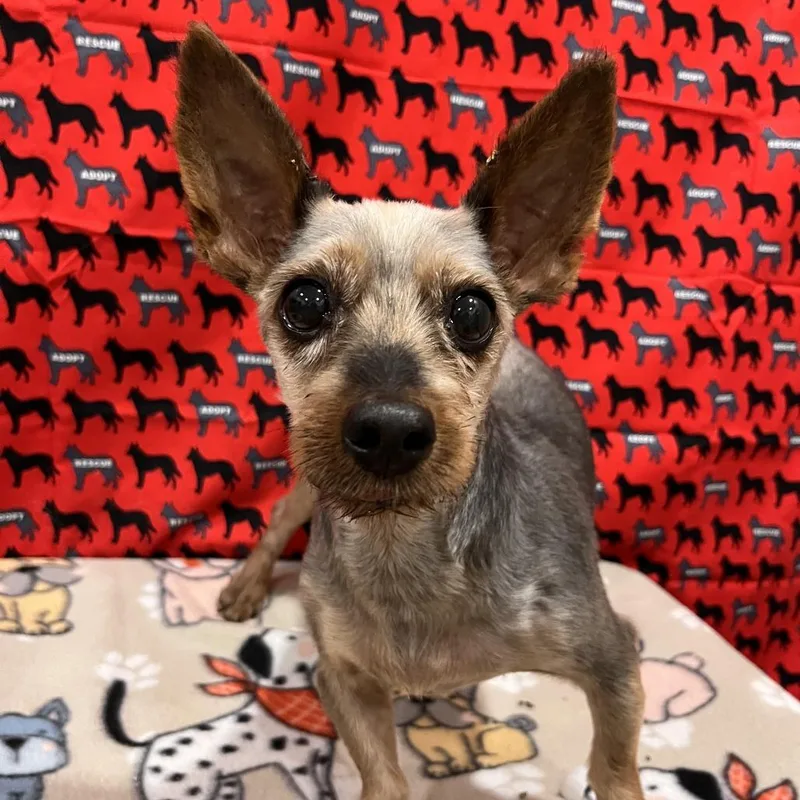 A senior small-sized male Black Yorkshire Terrier dog named Squirttle for adoption in Washburn, MO