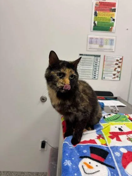 An adult medium-sized female Black Domestic Short Hair cat named Good Luck! for adoption in Kansas City, MO