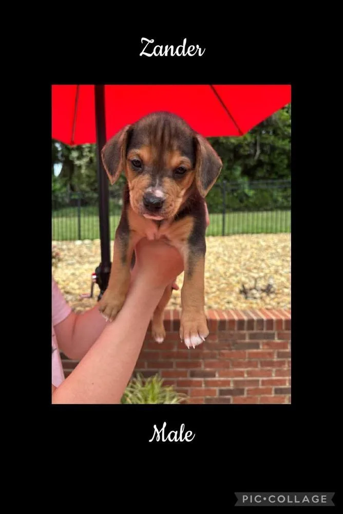 A baby medium-sized male Beagle dog named Zander for adoption in Willingboro, NJ