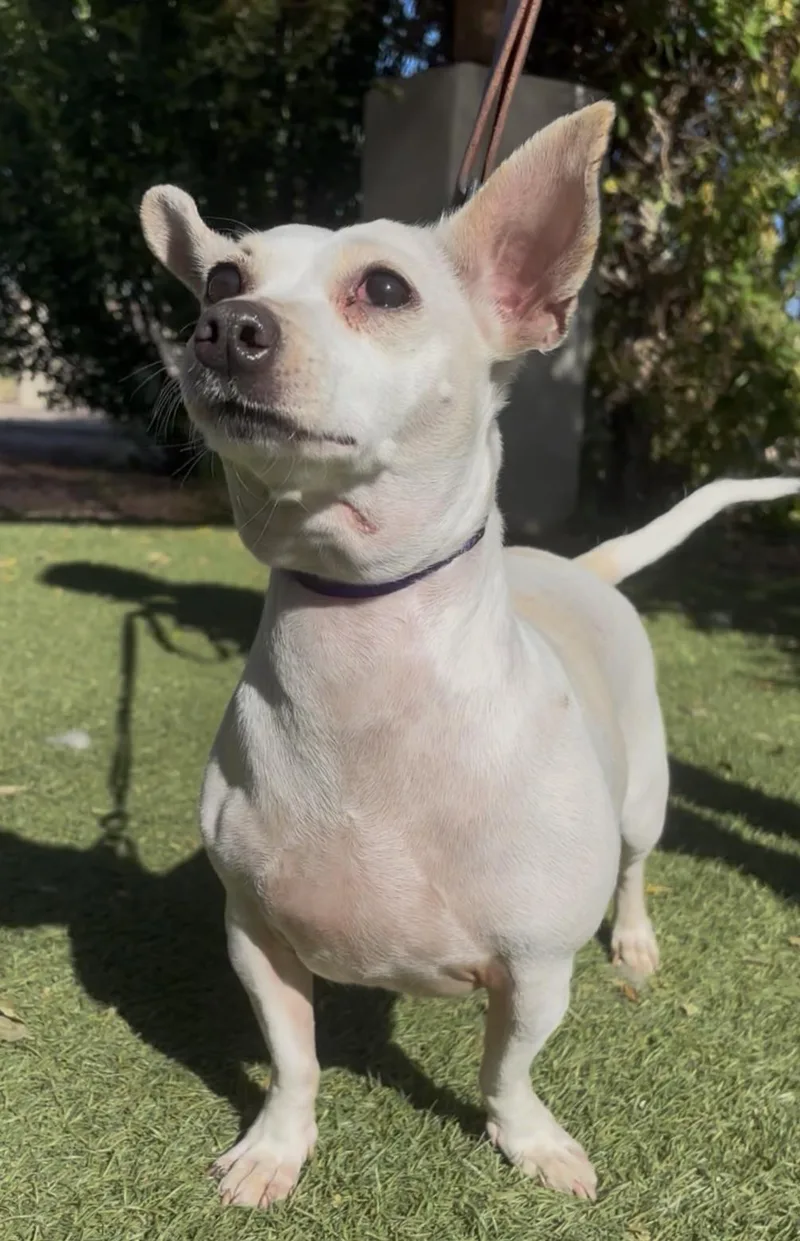 An adult small-sized female White / Cream Chihuahua dog named Dixie for adoption in Payson, AZ