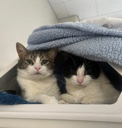 An adult small-sized female Domestic Short Hair cat named Savannah for adoption in Roseville, CA