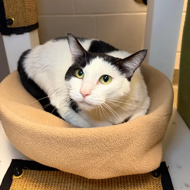 An adult large-sized female Domestic Short Hair cat named Millie for adoption in Council Bluffs, IA