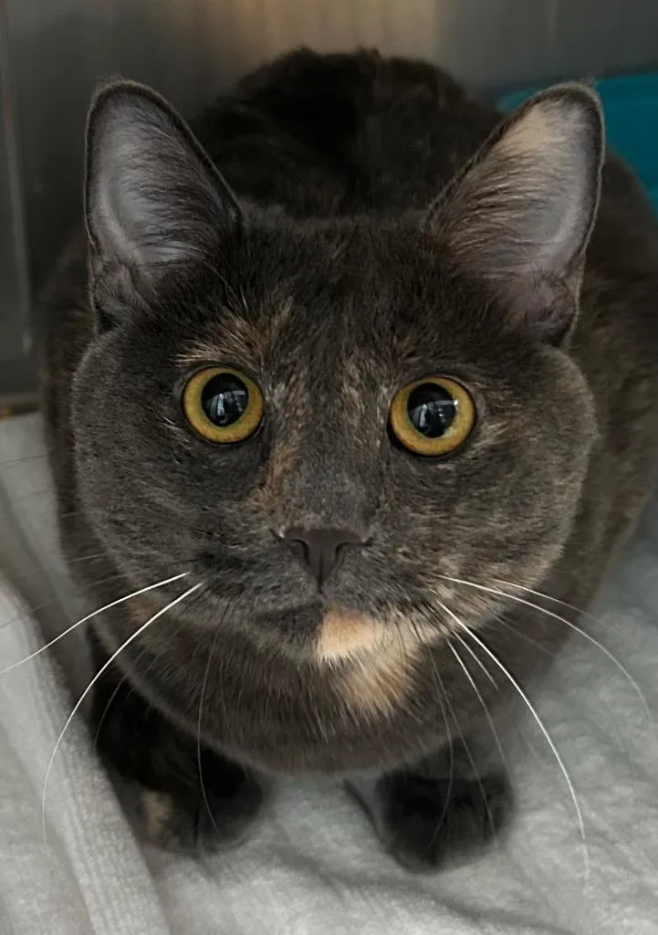 A baby medium-sized female Domestic Short Hair cat named Katalina for adoption in Cottonwood, AZ