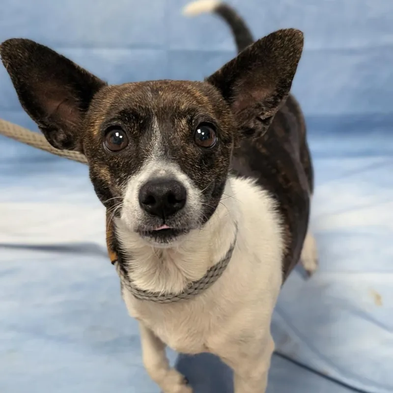 An adult small-sized female Brindle Mixed Breed dog named Lady for adoption in Buchanan Dam, TX