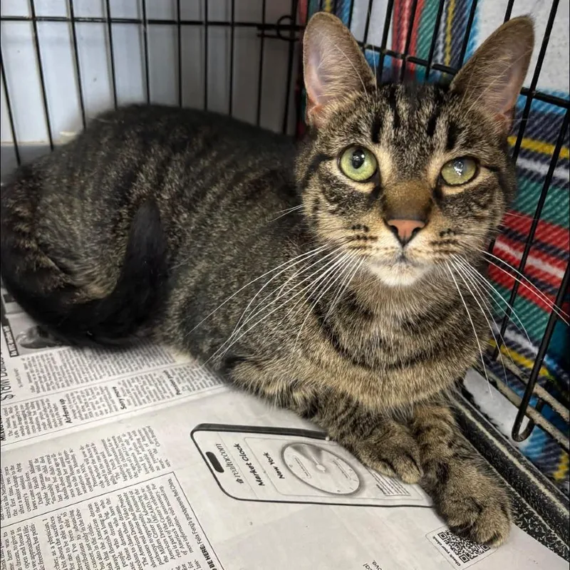 A senior large-sized male Brown / Chocolate Domestic Short Hair cat named Bubbers for adoption in Hamburg, NY