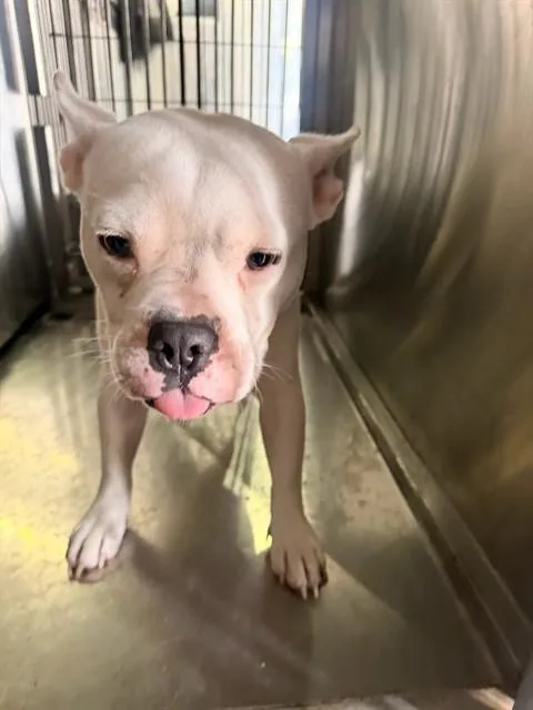 An adult medium-sized female Mixed Breed dog named Snow for adoption in Dallas, TX