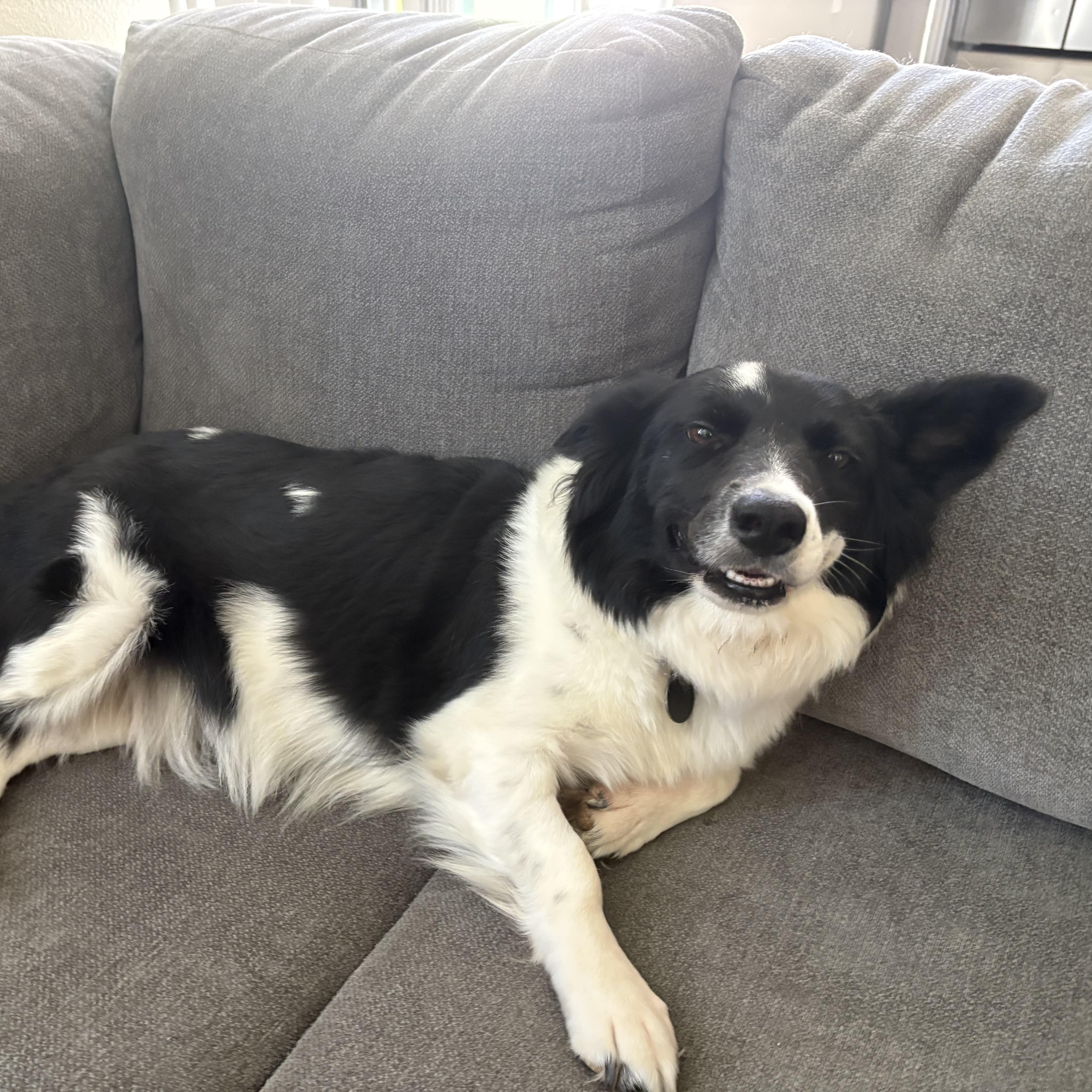 A young medium-sized female Border Collie dog named Georgia for adoption in San Diego, CA