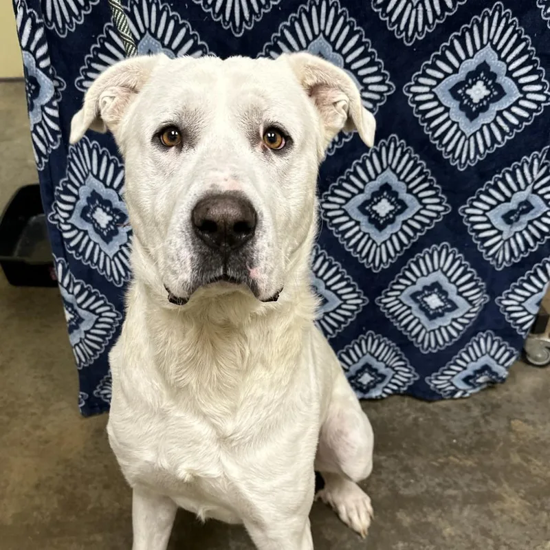 An adult large-sized male White / Cream Great Pyrenees dog named Gandalf for adoption in Winchester, TN