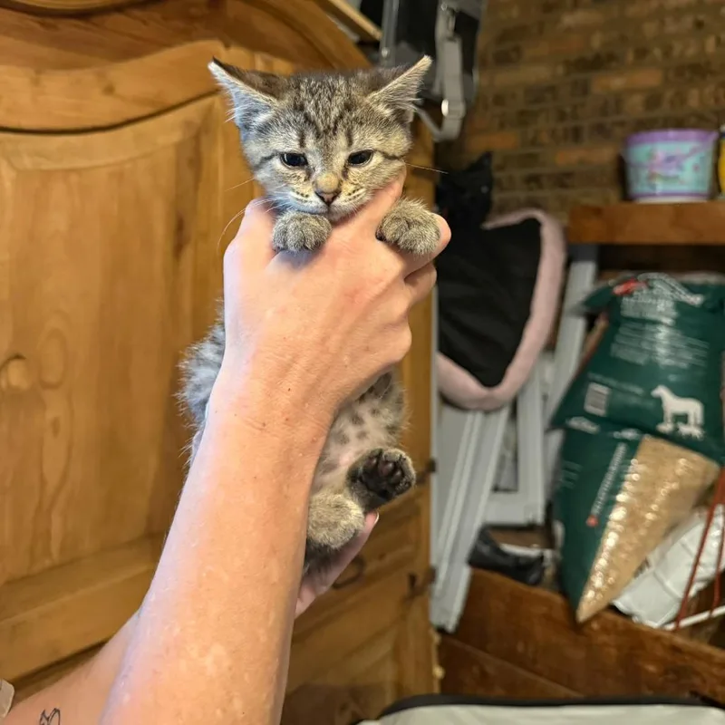 A baby small-sized female Brown / Chocolate Domestic Short Hair cat named Dipper for adoption in Richmond, IN