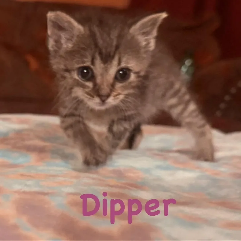 Dipper thumbnail 2