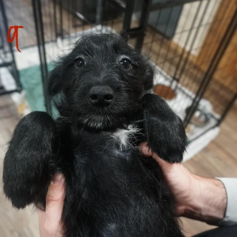 A baby medium-sized female Black Miniature Schnauzer dog named Hazelnut Schnapps for adoption in San Antonio, TX