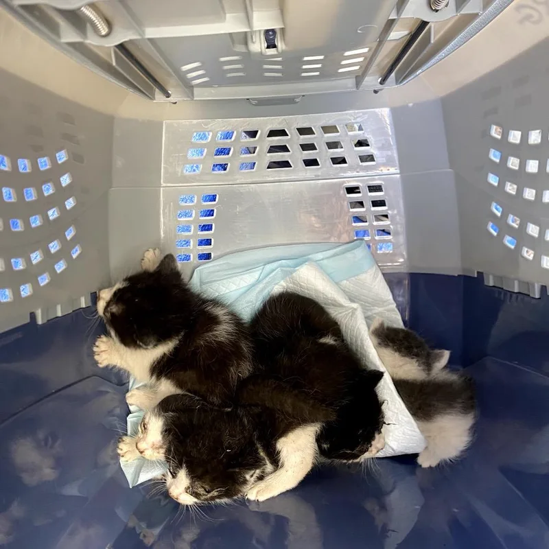 A baby small-sized male Black Domestic Short Hair cat named Pete for adoption in Pacific Palisades, CA