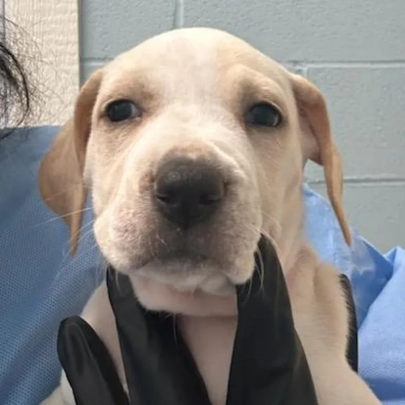 Marcy Aka Fresh Pet thumbnail 3