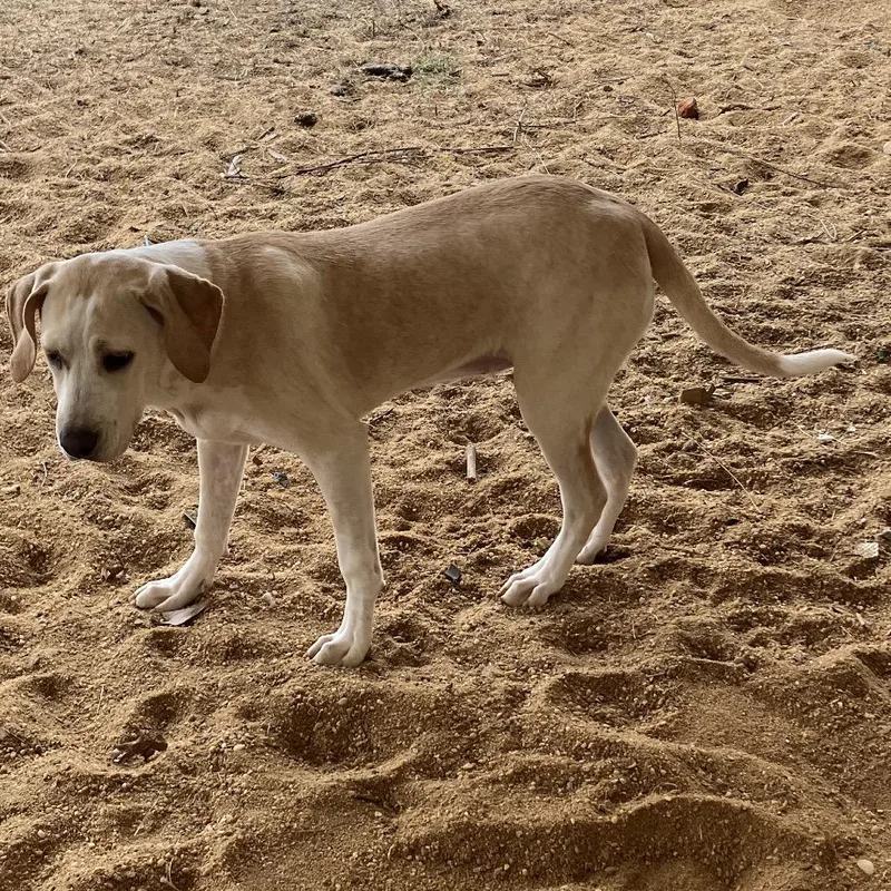 Marcy Aka Fresh Pet thumbnail 4