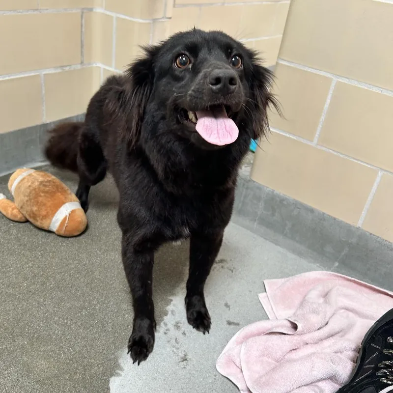A young medium-sized female Black Spaniel dog named Pixie for adoption in Hawthorne, CA