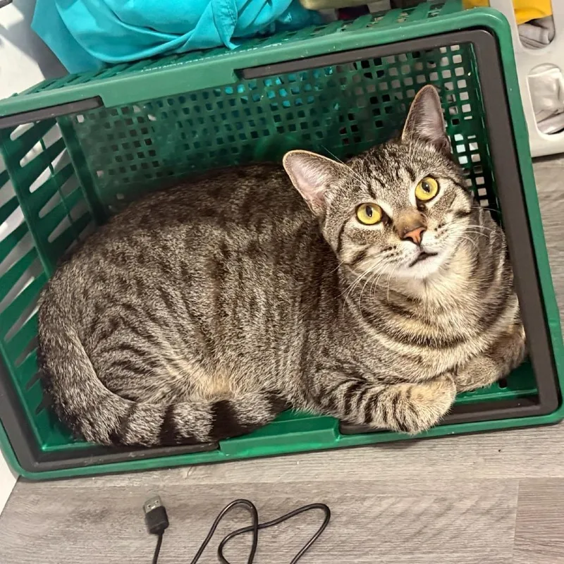 A young large-sized male Gray / Blue / Silver Domestic Short Hair cat named Binx for adoption in West Palm Beach, FL