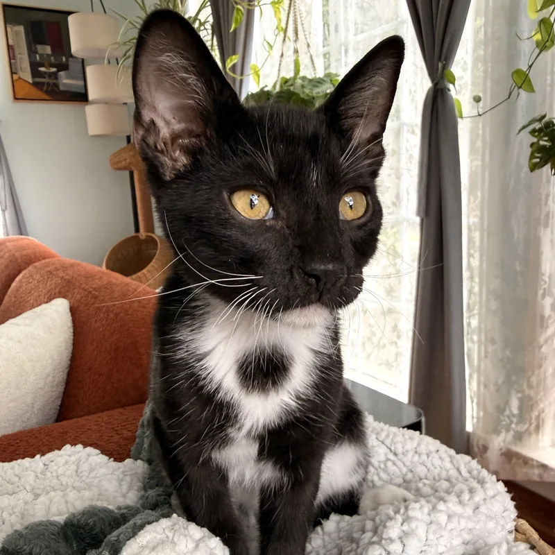 Sylvester thumbnail 5