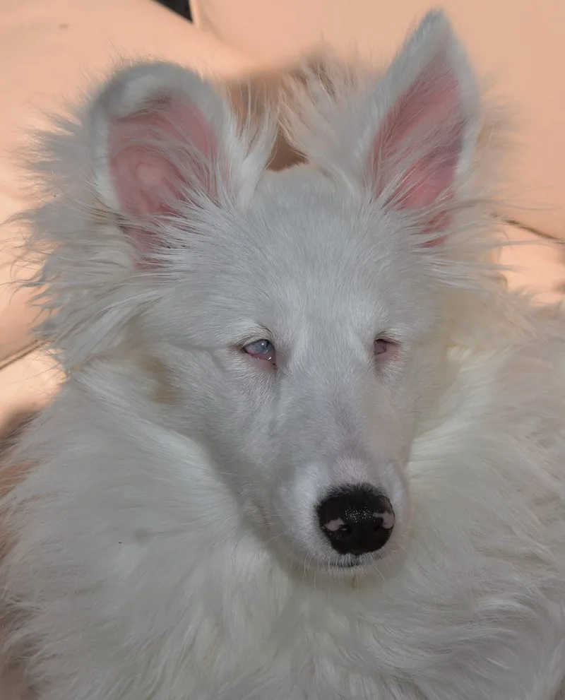 Blizzard thumbnail 2