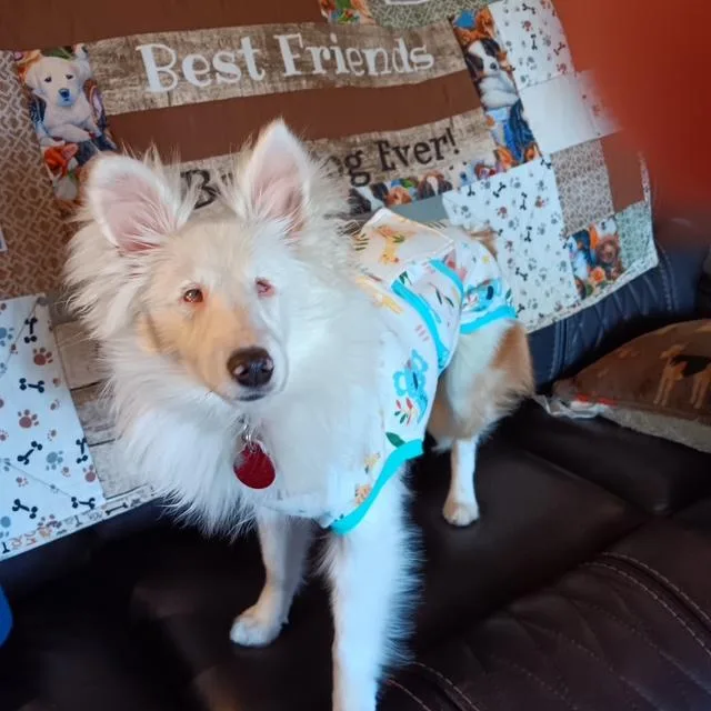 A baby small-sized female White / Cream Shetland Sheepdog / Sheltie dog named Blizzard for adoption in Abingdon, MD