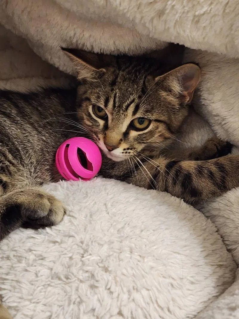 A baby medium-sized male Black Domestic Short Hair cat named Berg for adoption in Hilton Head Island, SC
