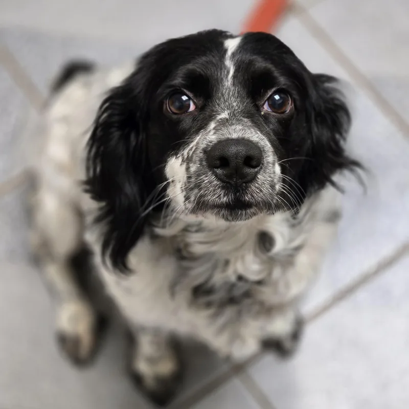 An adult medium-sized female Spaniel dog named Panda for adoption in Normal, IL