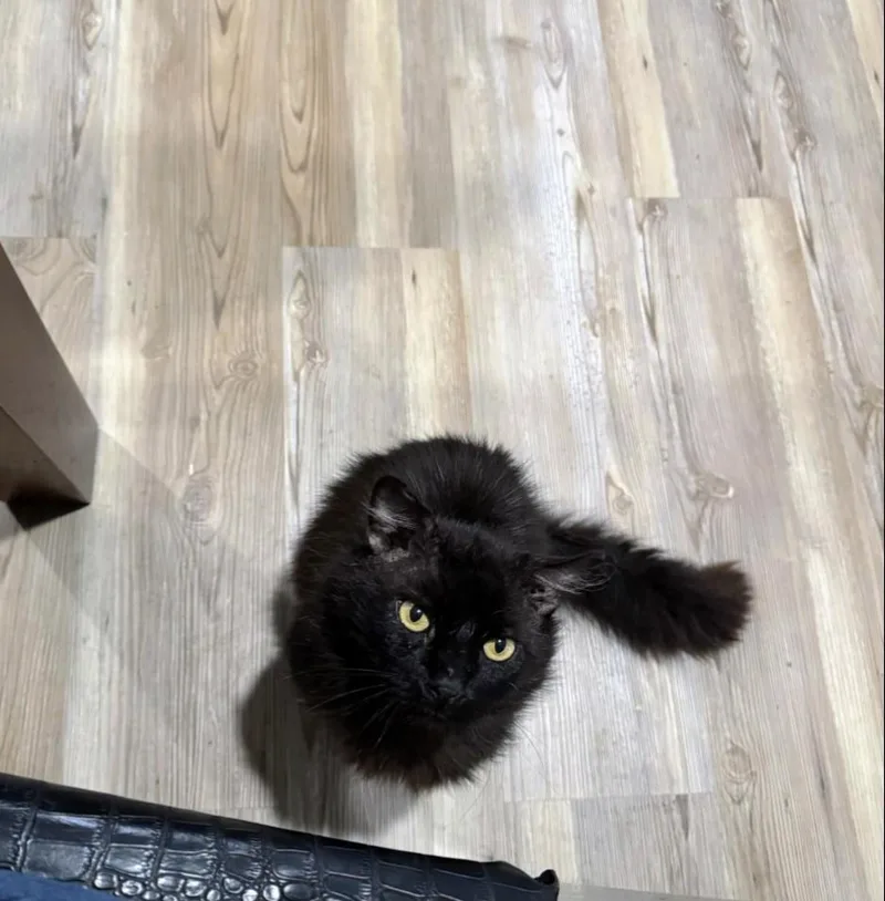 An adult medium-sized male Black Maine Coon cat named King Charles for adoption in Pearland, TX