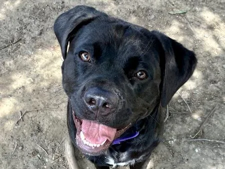 A young large-sized female Labrador Retriever dog named Wilma for adoption in Martinez, CA