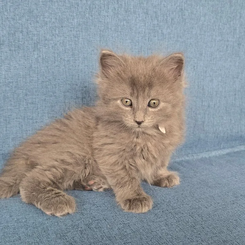 A baby small-sized female Gray / Blue / Silver Domestic Short Hair cat named Quinn for adoption in East Hanover, NJ