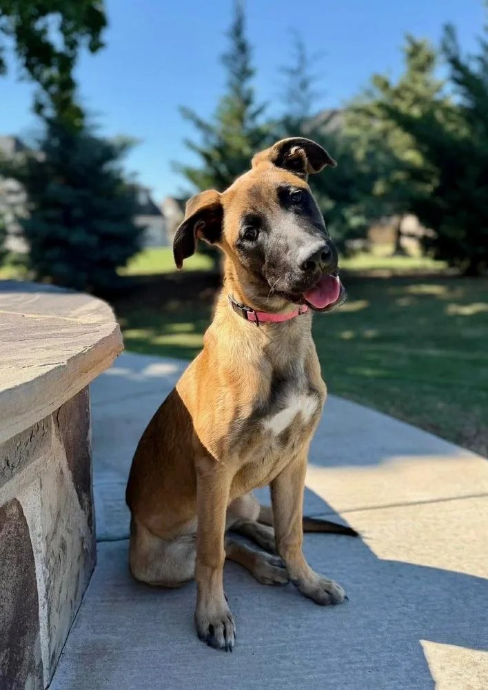 A baby large-sized female German Shepherd Dog dog named Sisa for adoption in Shawnee, OK