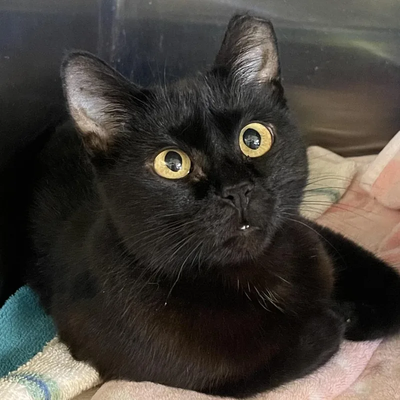 A young medium-sized female Black Domestic Short Hair cat named Sage for adoption in Columbia Station, OH