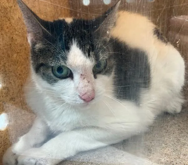 An adult medium-sized female Domestic Short Hair cat named Drew for adoption in Staten Island, NY