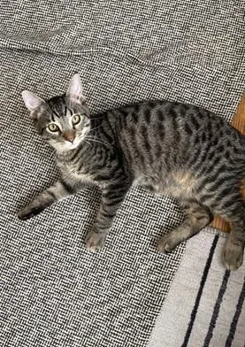 A baby small-sized male Domestic Short Hair cat named Needoh for adoption in San Francisco, CA