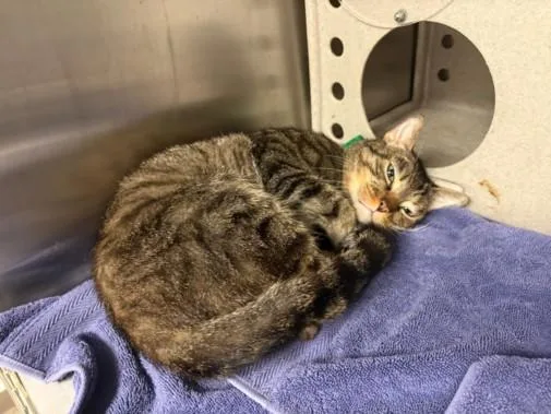A senior medium-sized female Domestic Short Hair cat named Chip for adoption in Chatsworth, CA
