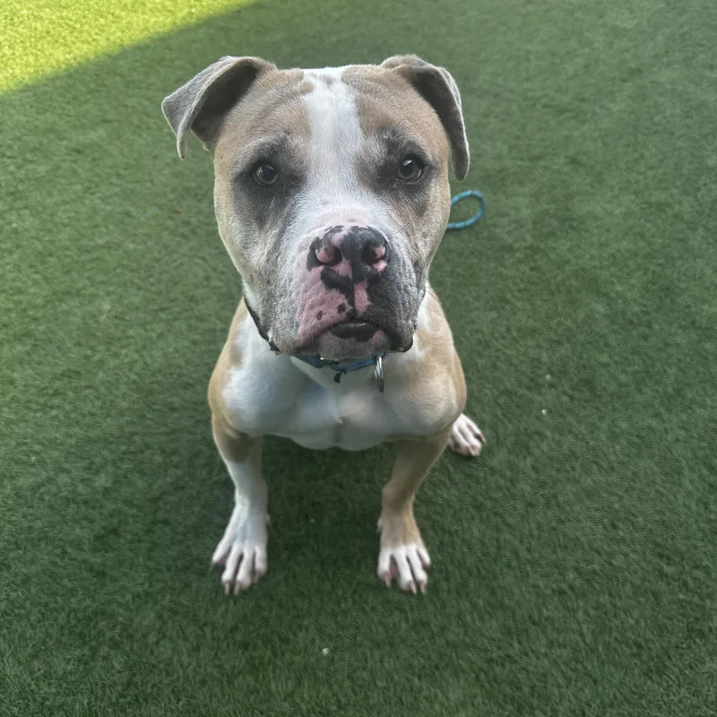 An adult medium-sized male Pit Bull Terrier dog named Chip for adoption in Eagle, ID