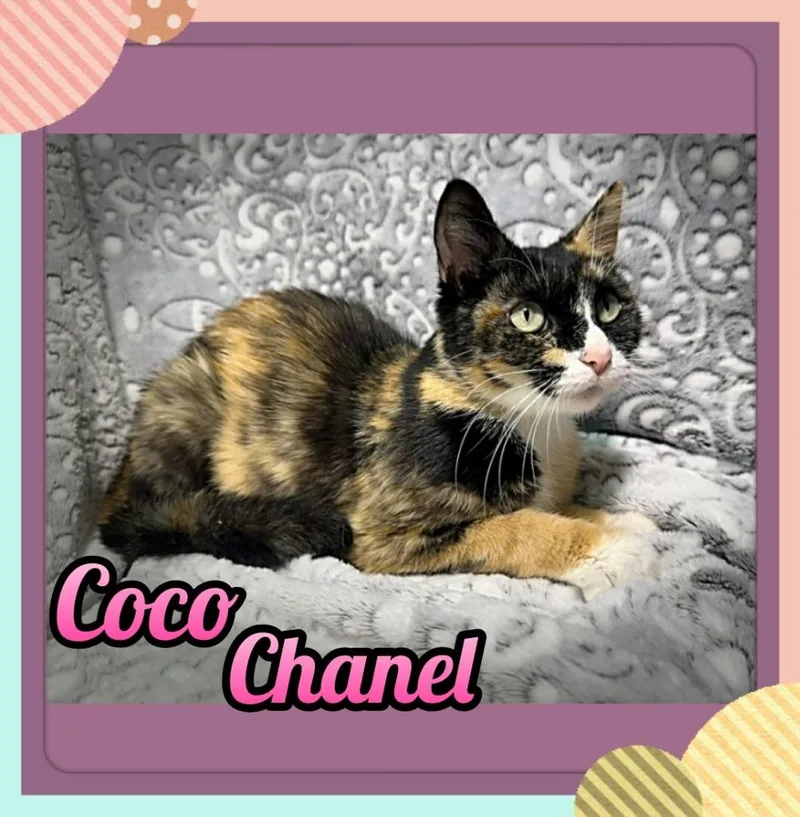 A young small-sized female Domestic Short Hair cat named Coco Chanel for adoption in Jacksonville, IL