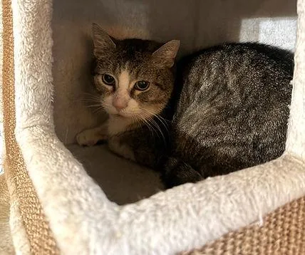 An adult medium-sized male Tabby (Brown / Chocolate) Domestic Short Hair cat named Freddie for adoption in Hamilton, NJ