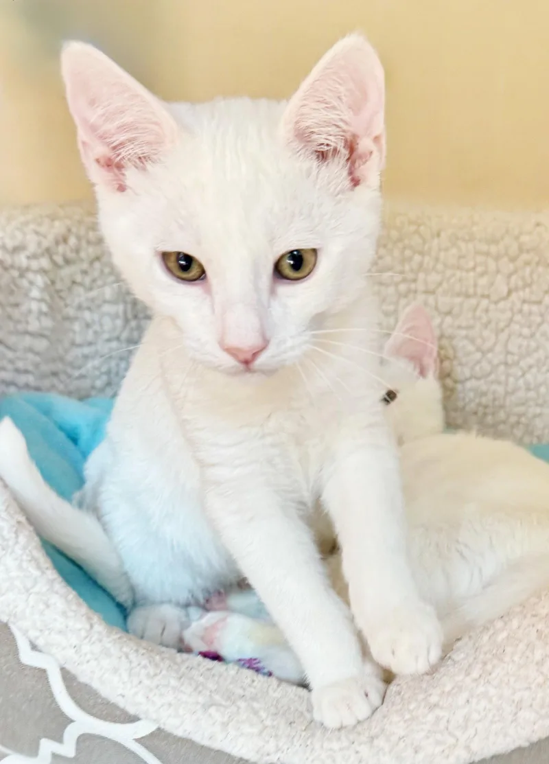 A baby medium-sized male White Domestic Short Hair cat named Snowball for adoption in Alameda, CA