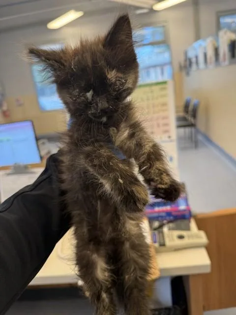 A baby small-sized female Domestic Medium Hair cat named Wisp for adoption in San Jose, CA