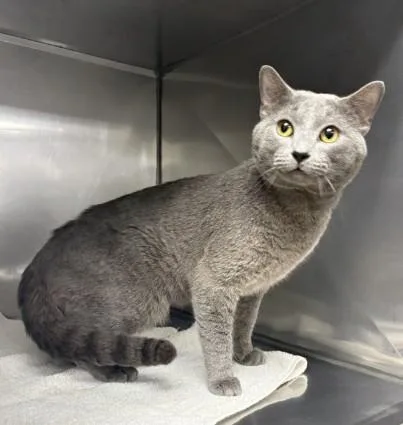 An adult small-sized male Domestic Short Hair cat named Iroh for adoption in Killeen, TX