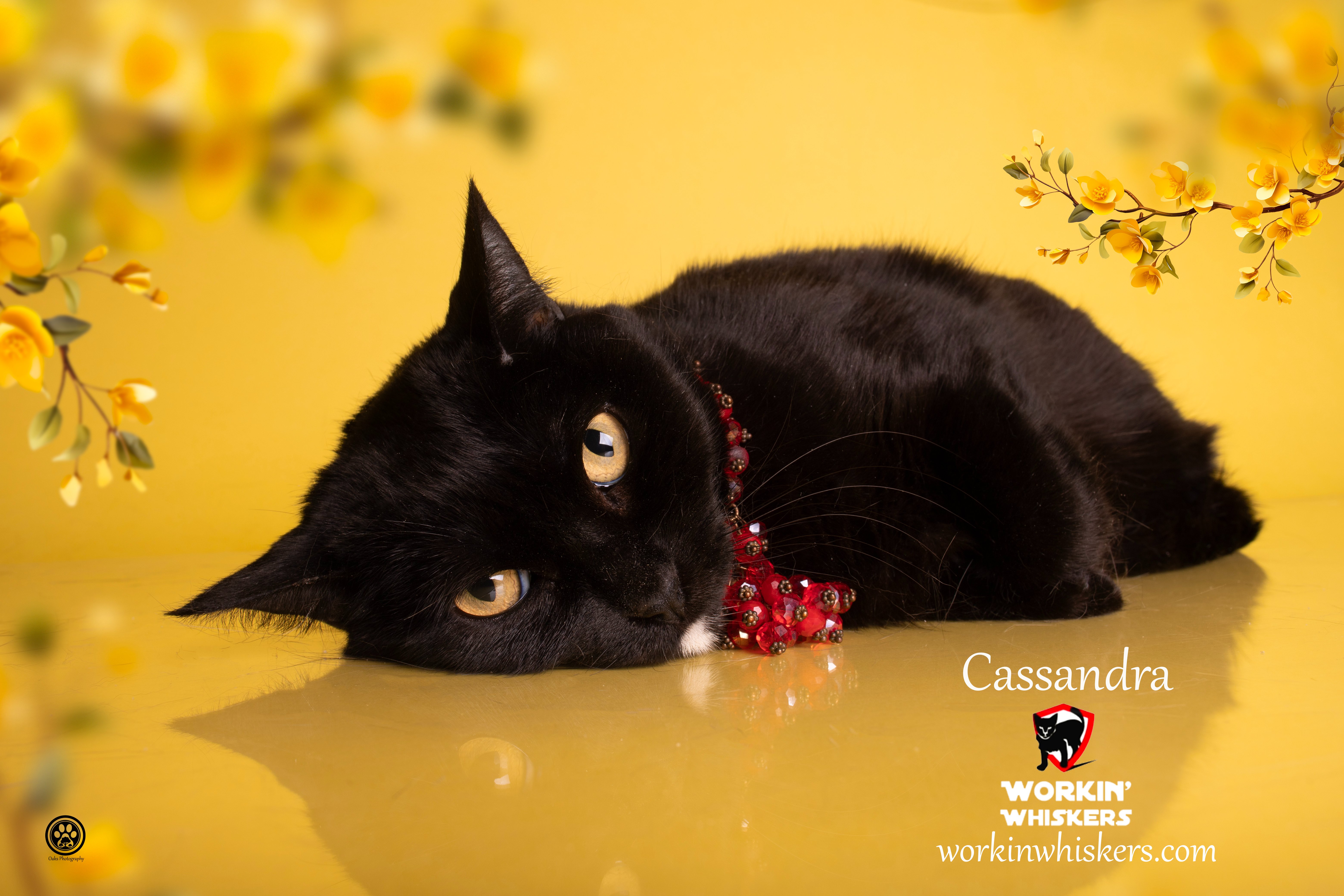 A young medium-sized female Black Bombay cat named Cassandra for adoption in HEMET, CA