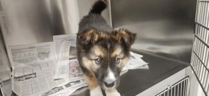 A baby small-sized male Mixed Breed dog named Luca for adoption in Los Angeles, CA