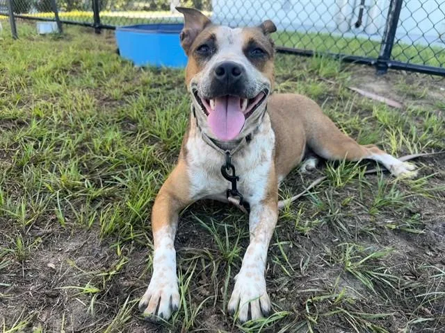 A young medium-sized female Australian Cattle Dog / Blue Heeler dog named Minnie for adoption in Ocala, FL