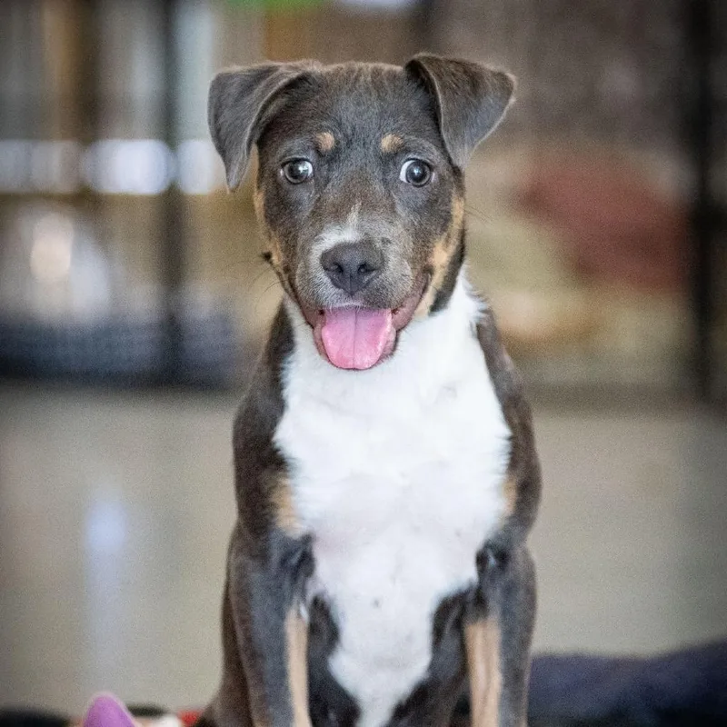 A young small-sized female Gray / Blue / Silver Shepherd dog named Alison for adoption in Edinburg, TX