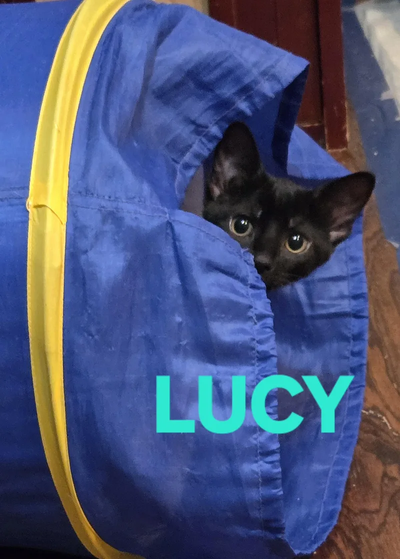 A baby medium-sized female Black Domestic Short Hair cat named Comedy Club Lucy for adoption in Leesburg, VA