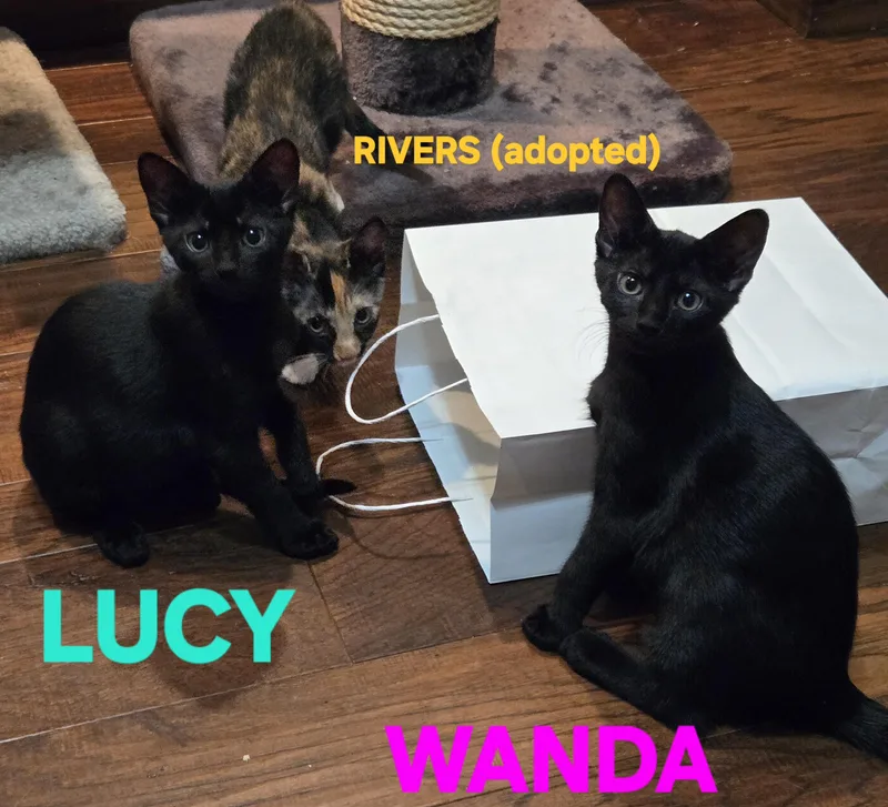 Comedy Club  Lucy thumbnail 2