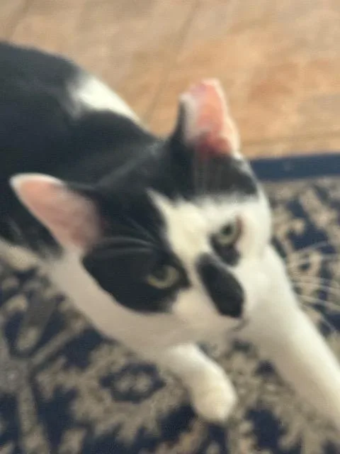 Herbie thumbnail 2
